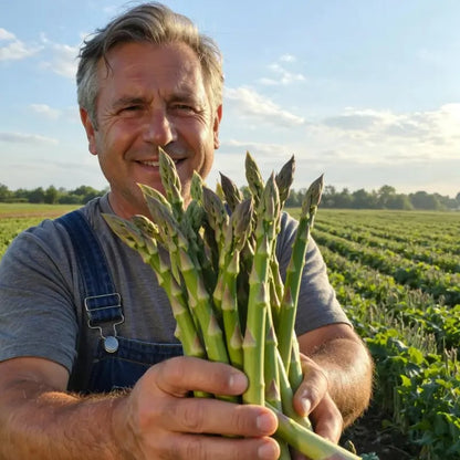 🌿Four Seasons Asparagus Mary Washington Seeds – Perennial, Tender, Nutrient